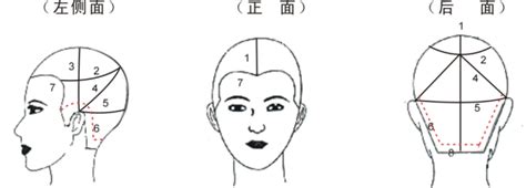 頭部七條基準線|髮型設計系列：15個基準點及7條主分區線的位置與作。